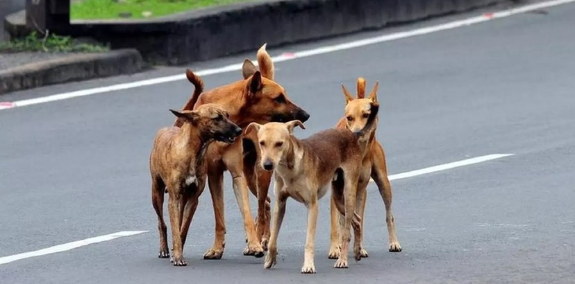 street dog increase in kerala